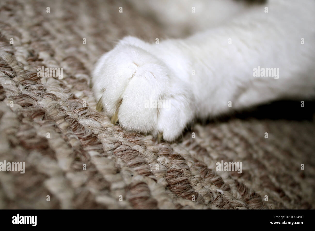 Cat Claw lo scavo in moquette Foto Stock