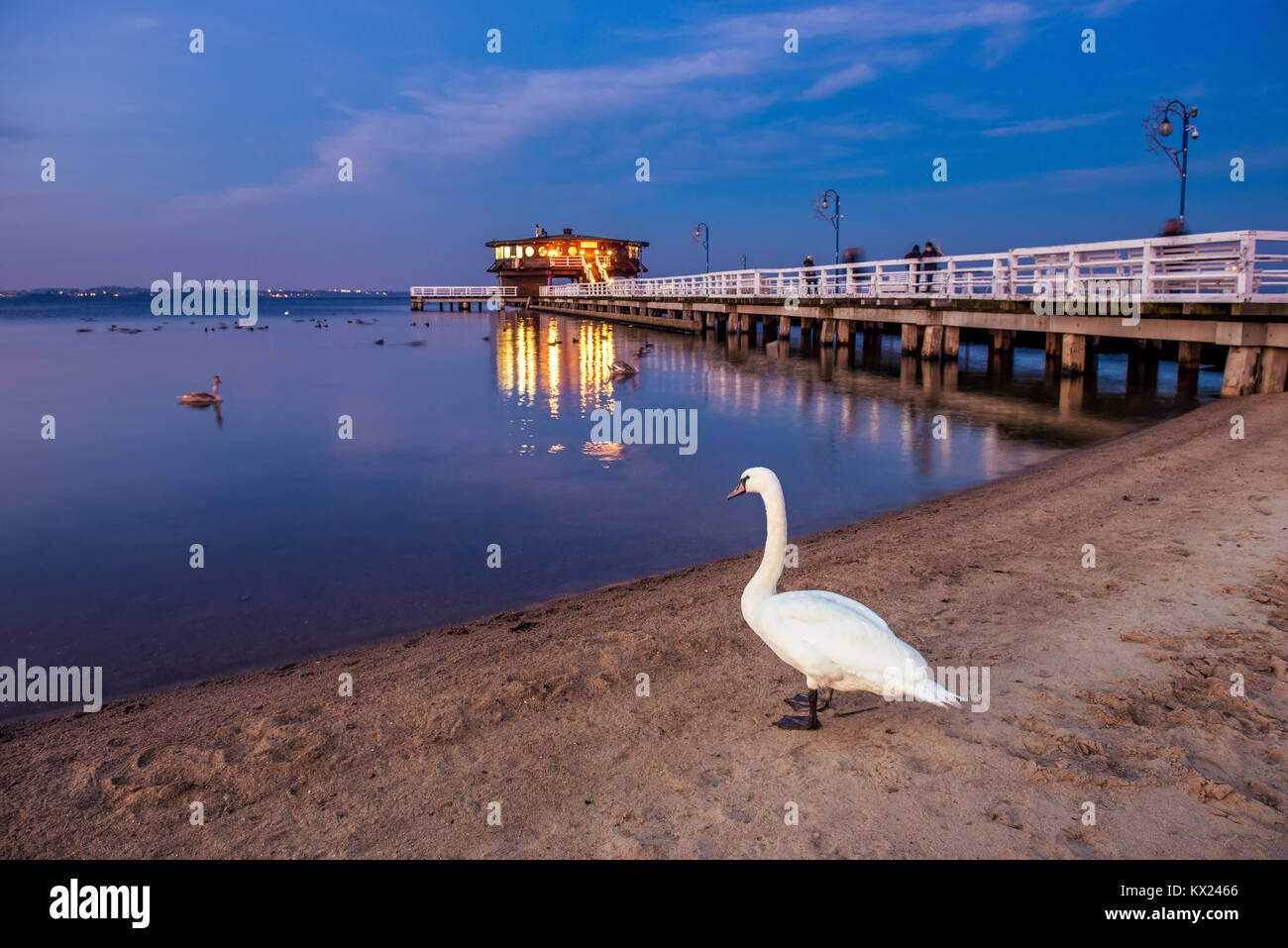 Swan e molo di puck di notte. Mar Baltico Polonia. Foto Stock