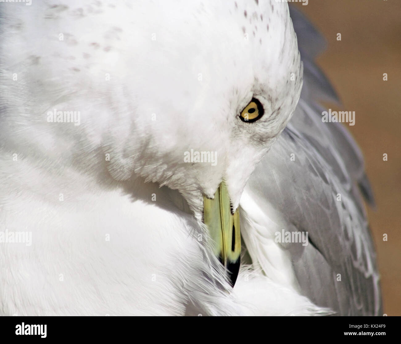 Close up di un giovane Seagull preening suo piume Foto Stock