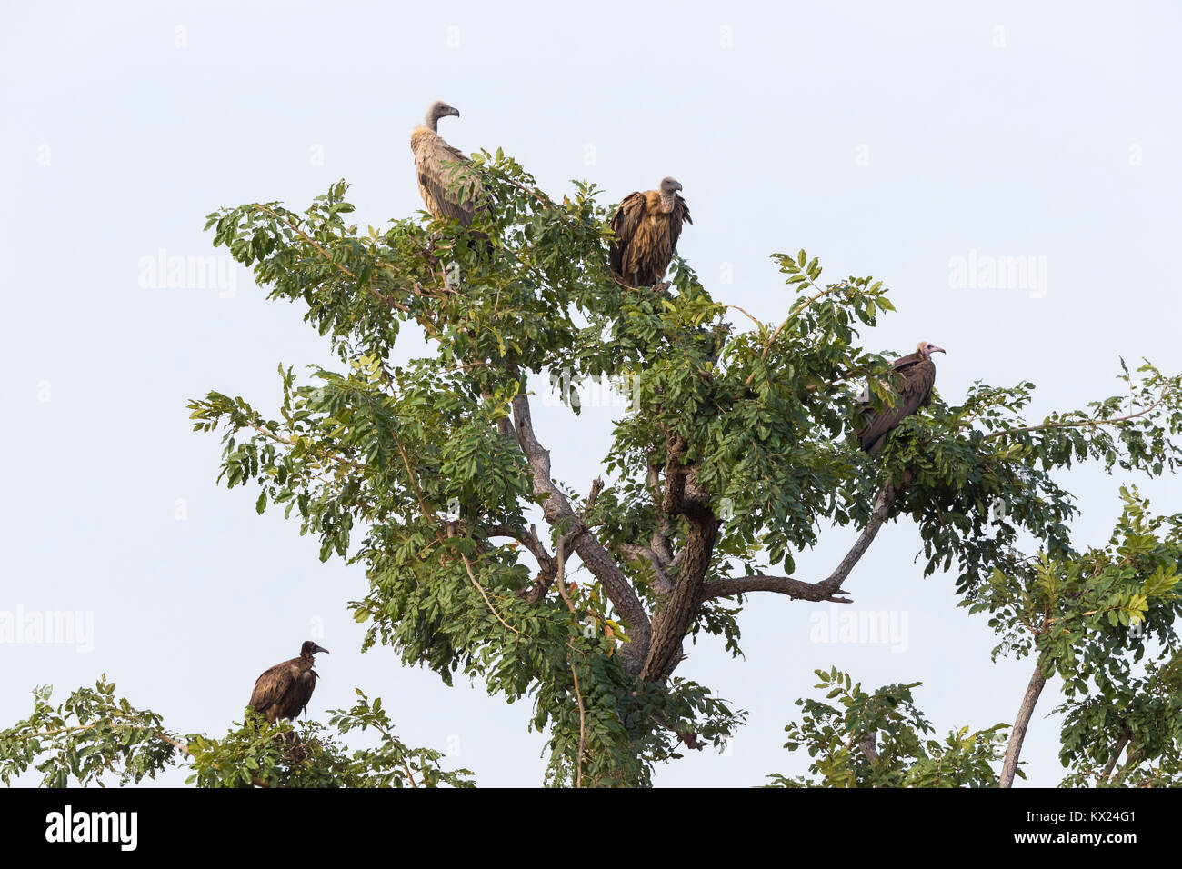 Rüppell il grifone Gyps rueppellii & Hooded vulture Necrosyrtes monachus, gruppo arroccato a roost in albero canopy, Wassu, Gambia in novembre. Foto Stock