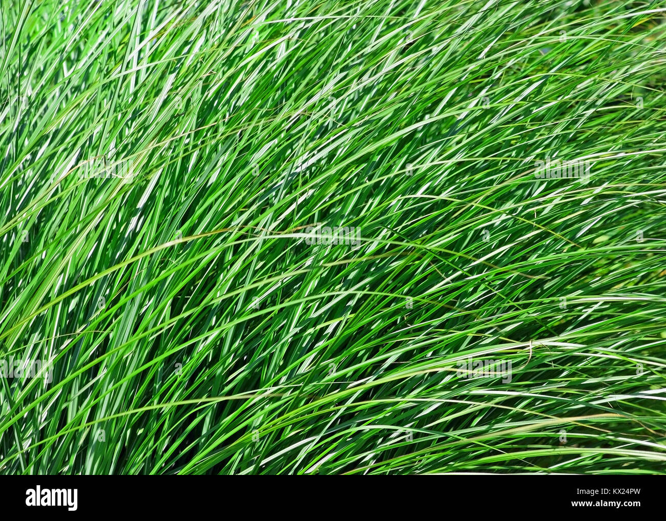 Lame di spessore sano erba verde Foto Stock