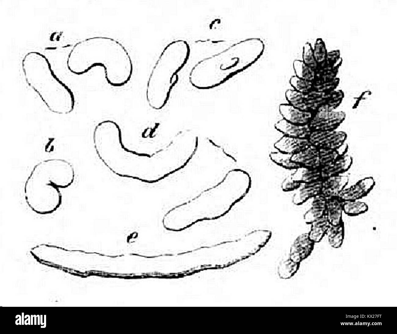 Questa pagina dell'edizione 1853 di Die Gartenlaube, una rivista illustrata tedesca, presenta temi culturali, storici e sociali della Germania della metà del XIX secolo. Foto Stock