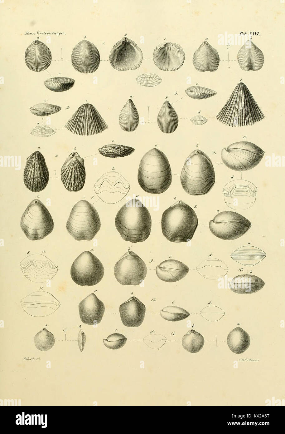 Questa placca mostra esemplari fossili della formazione Cretaceo Boema, favorendo la ricerca paleontologica e lo studio della vita preistorica e dell'evoluzione Foto Stock