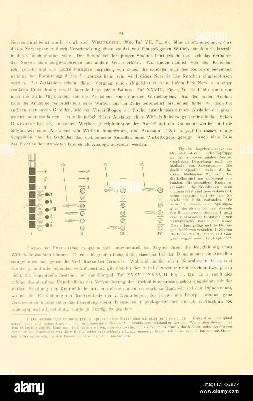 Questo lavoro descrive in dettaglio la morfologia scheletrica dei pesci dipnoani, inclusa la figura 8a a pagina 24, per lo studio anatomico comparativo. Foto Stock