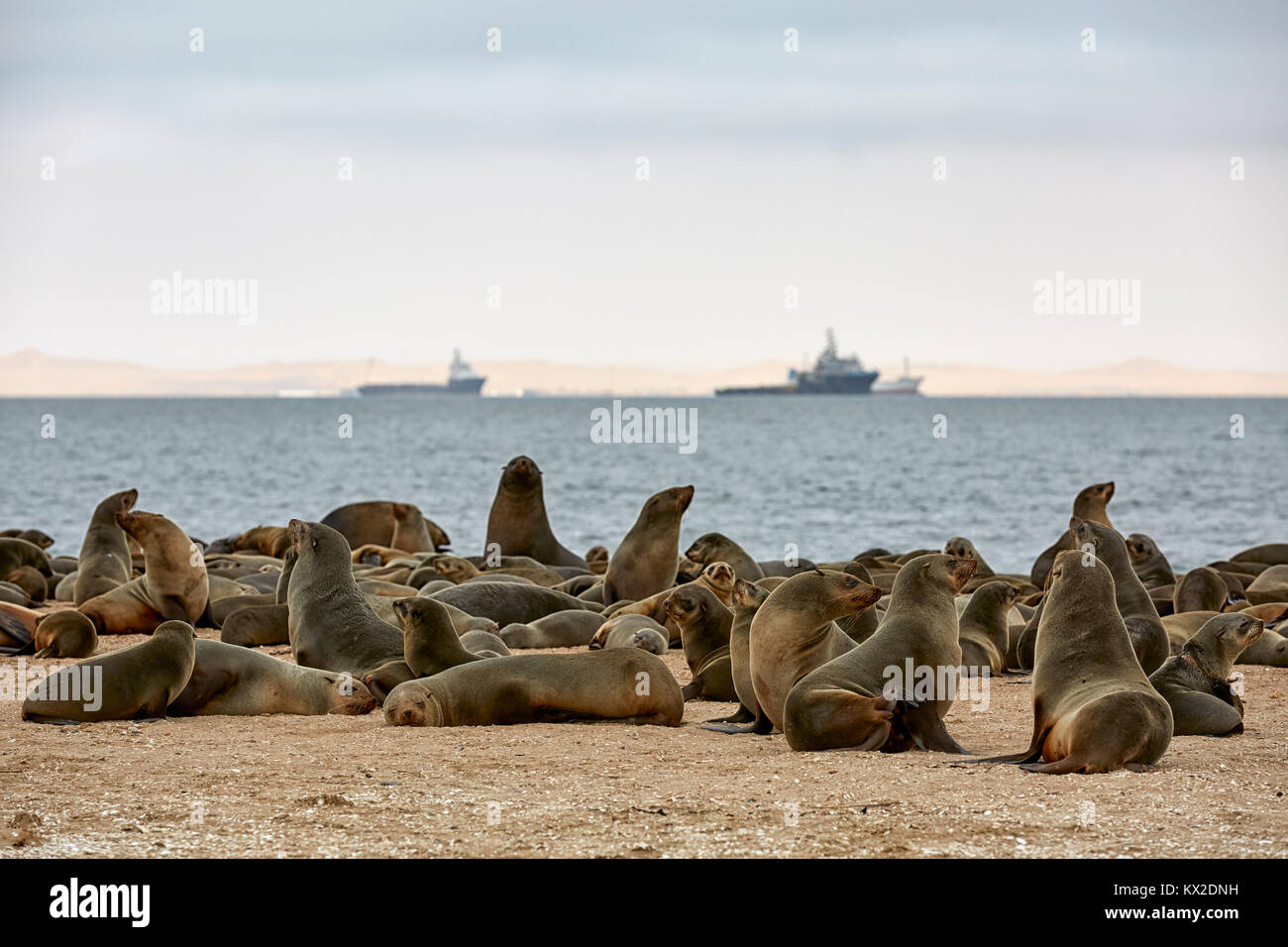 Arctocephalus pusillus (Capo pelliccia sigillo), Pelican Point, Walvis Bay, Namibia, Africa Foto Stock