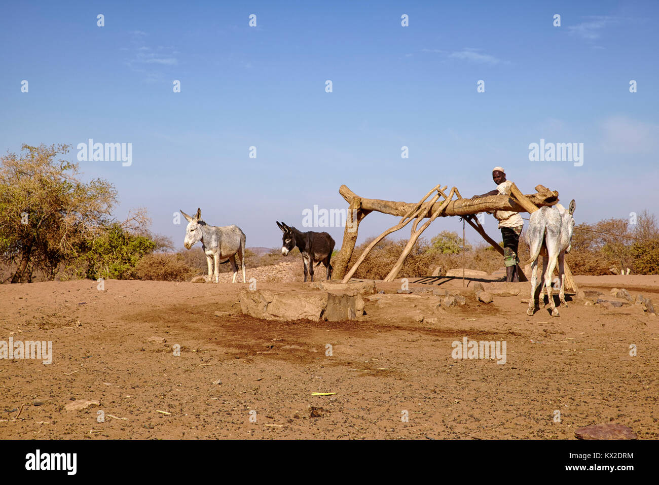 L'uomo il recupero di acqua da un pozzo con un asino vicino Naqa, Sudan (Nord Sudan), Africa Foto Stock