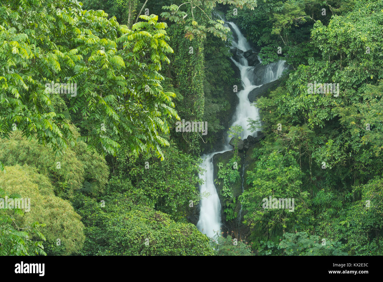 Cascata nella foresta pluviale, blu e John Crow Mountains National Park, Giamaica Foto Stock