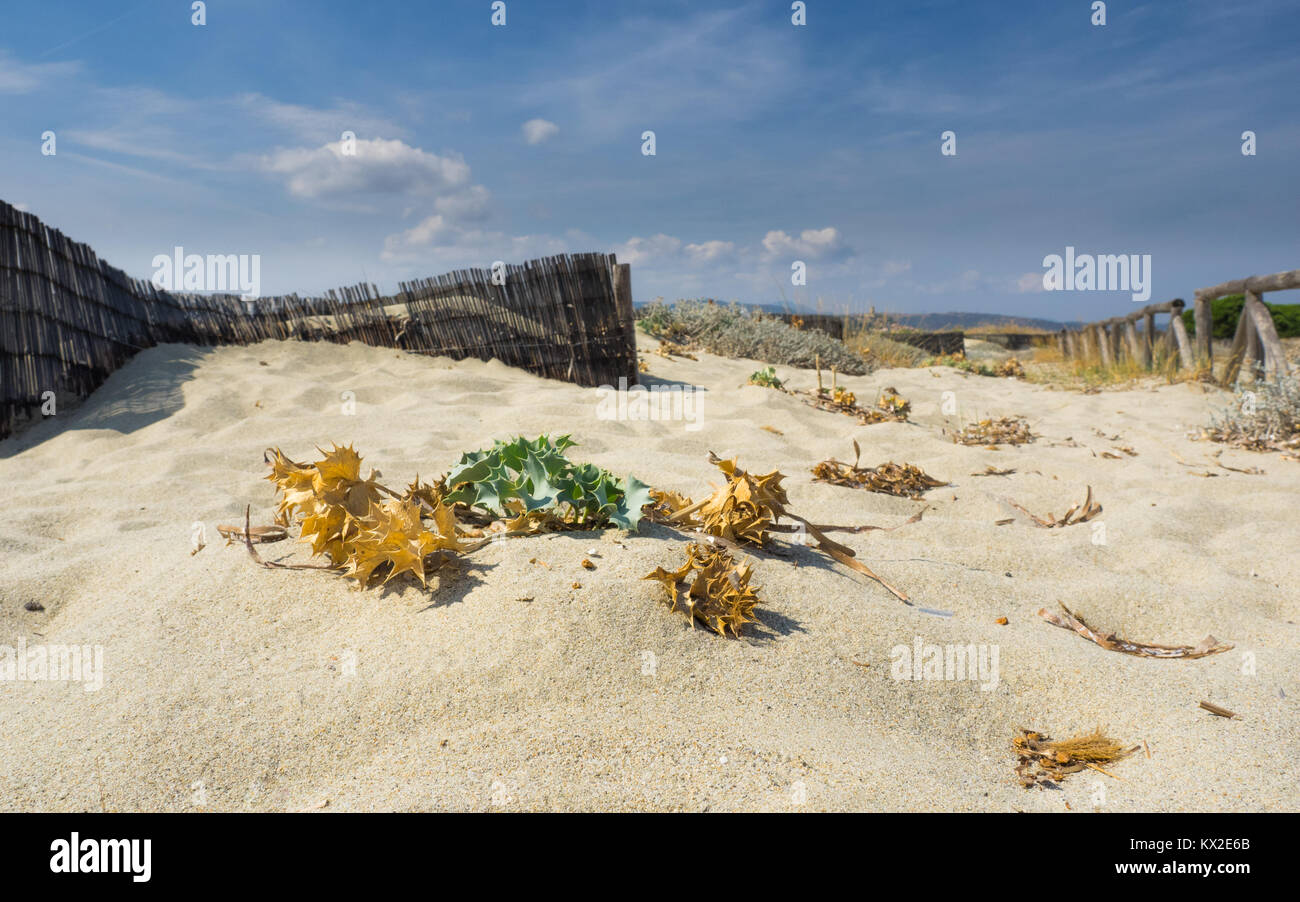 Close-up di impianti a secco su una spiaggia in italia Foto Stock