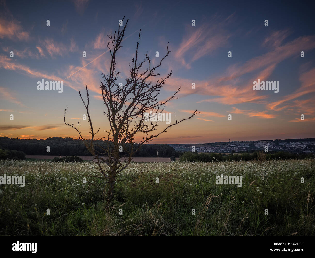 Albero morto nella parte anteriore del cielo della sera, Ulm, Germania Foto Stock