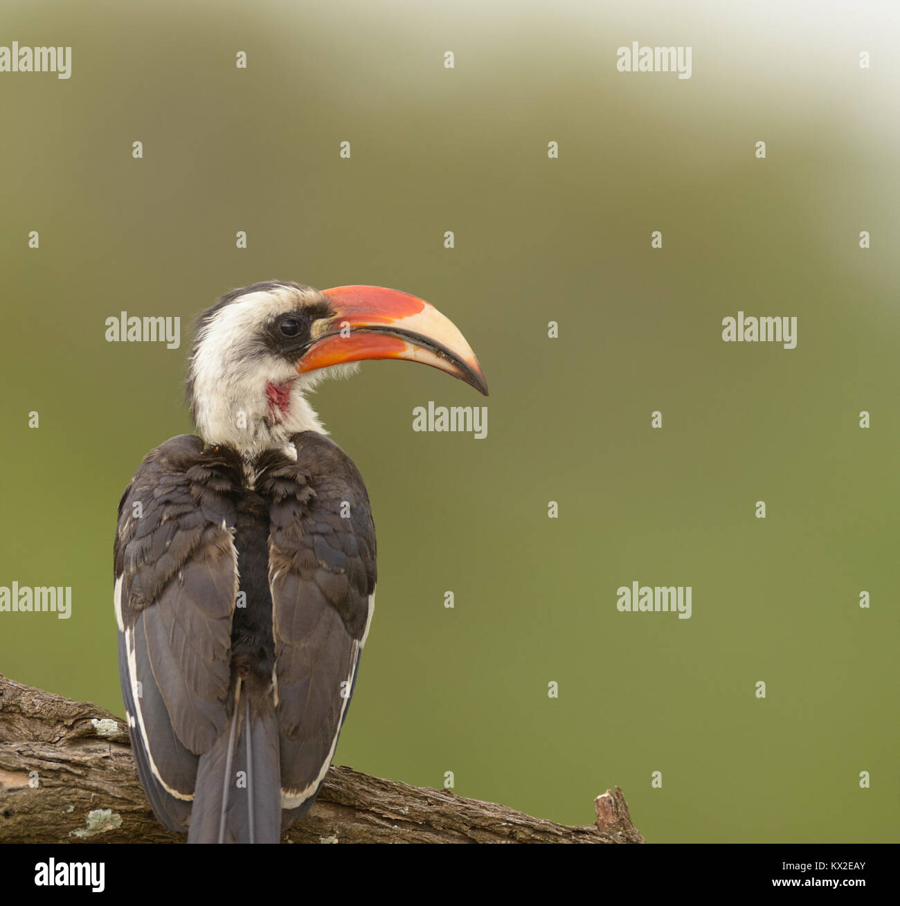 Primo piano di un maschio di Von der Decken's Hornbill trovata nel Serengeti Foto Stock