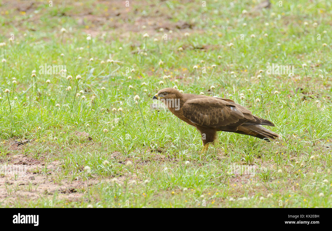 Bruno Eagle (Aquila rapax) mangiando una tartaruga che è stato ucciso da un veicolo in esecuzione su di esso nel Parco Nazionale di Tarangire e; Tanzania Foto Stock