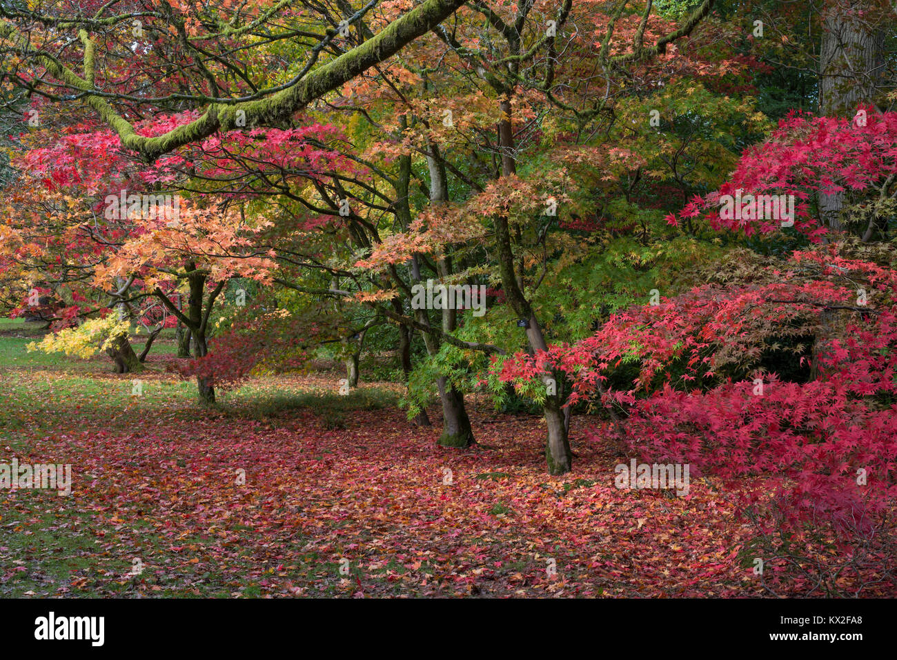 Acer giapponesi in autunno Foto Stock