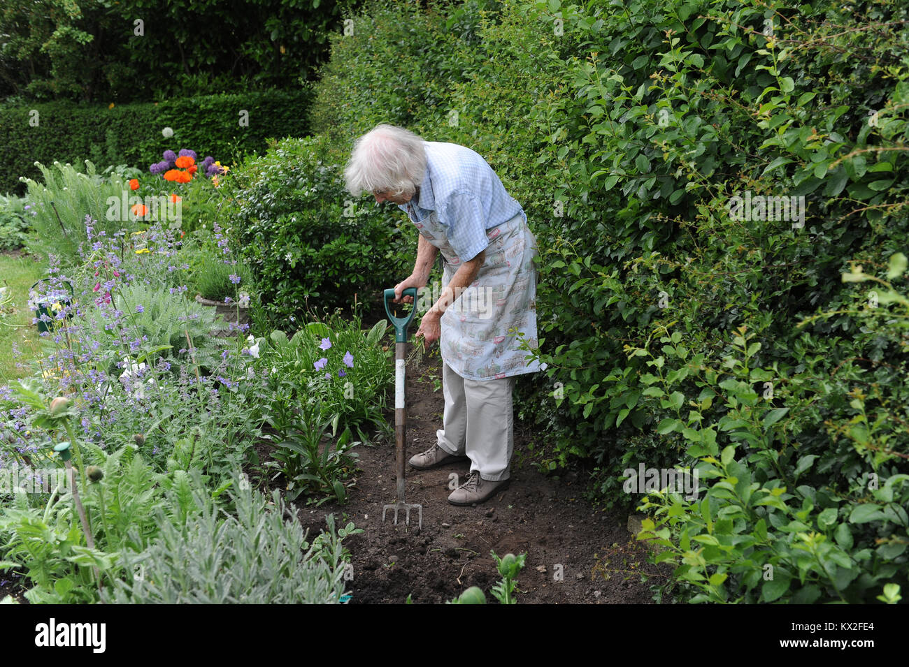 Signora anziana giardinaggio nella sua famiglia giardino di casa nel North Yorkshire, Regno Unito Foto Stock