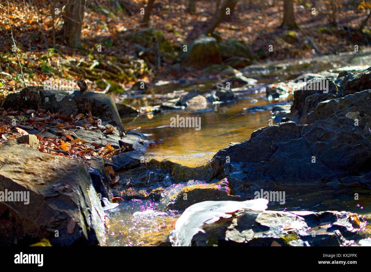 Rocky creek vagare attraverso la foresta Foto Stock