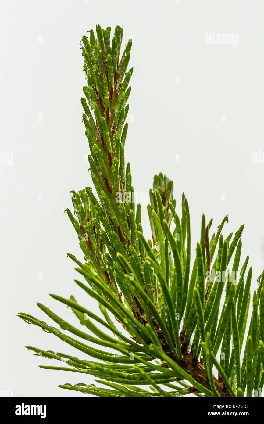 Lodgepole pino, Pinus contorta, aghi con goccioline di acqua di condensa dalle nuvole sul Monte Townsend nel deserto Buckhorn, Olympic National Foto Stock