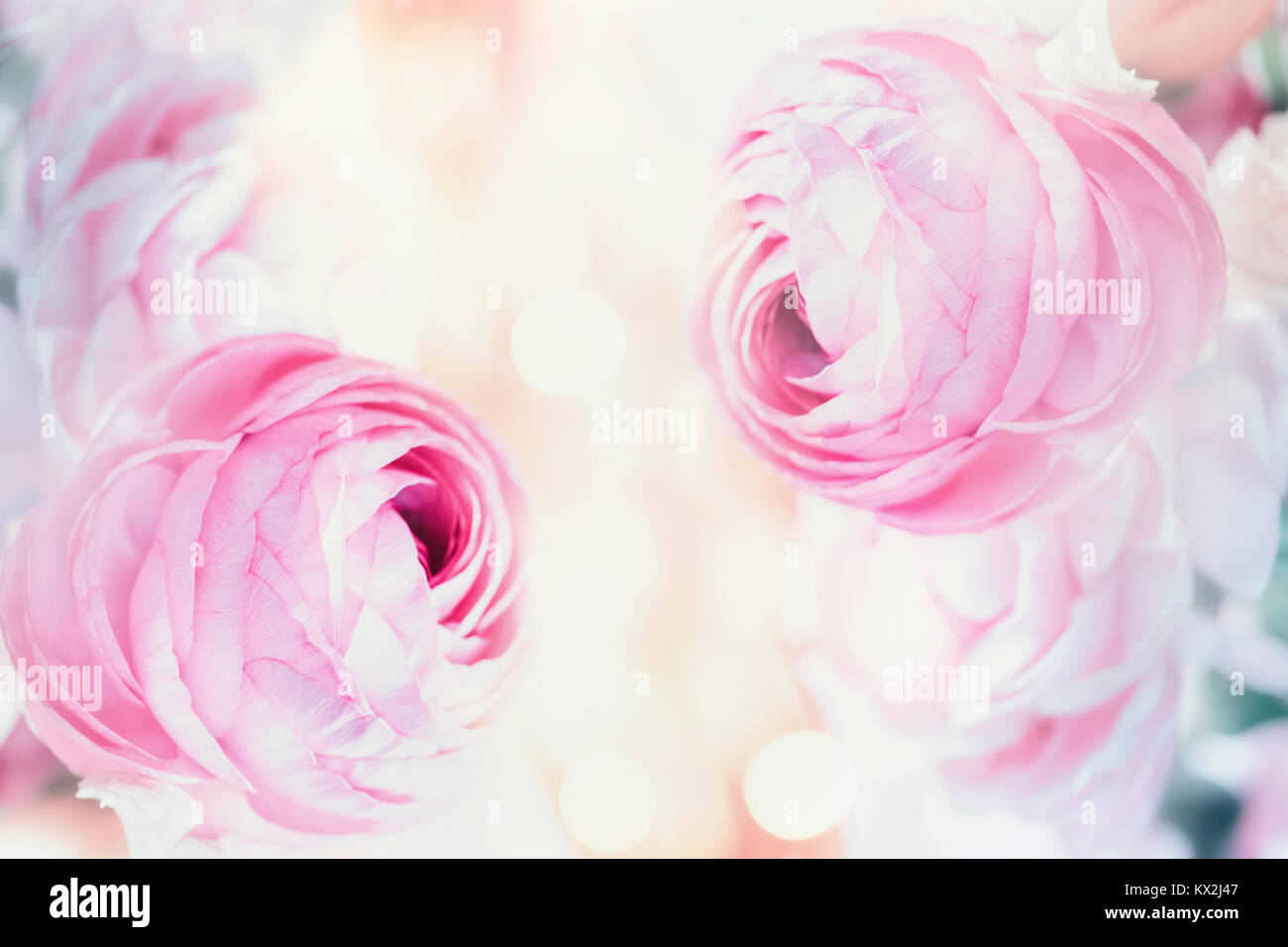 Rosa pastello floreale con sfondo bokeh di fondo Foto Stock