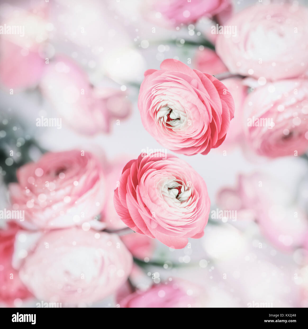 Incantevole sfondo floreale con graziosa rosa pallido e fiori bokeh, colori pastello Foto Stock