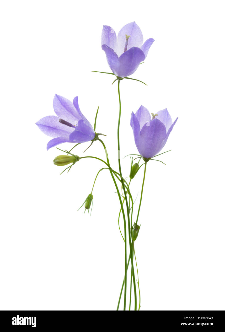 Tre campanule isolato su bianco. Foto Stock