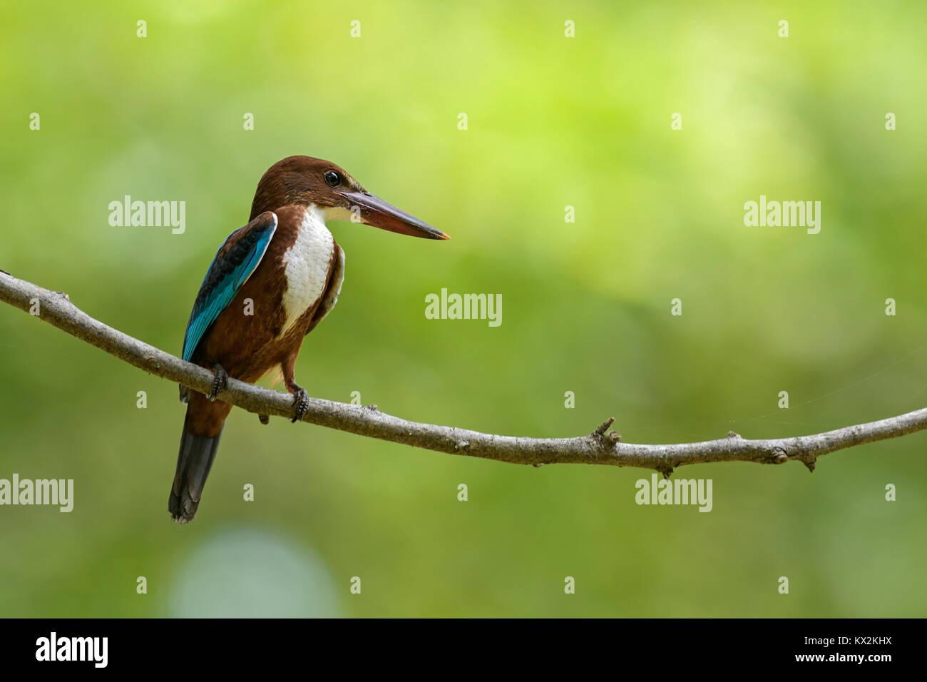 Bianco-throated Kingfisher - Halcyon smyrnensis, Sri Lanka. Seduto sul ramo vicino all'acqua. Foto Stock