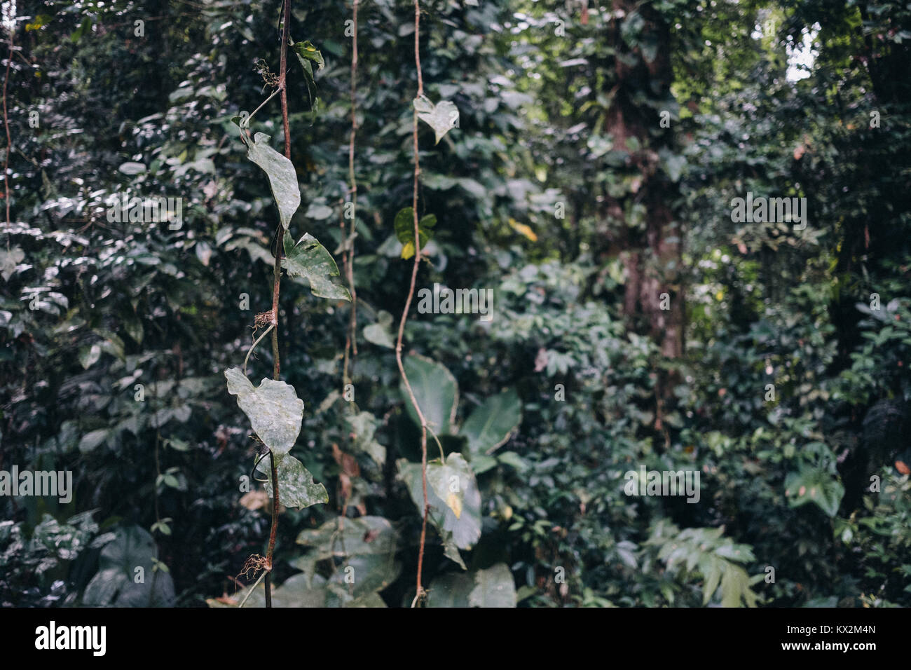 Monstera leafs al Parco Nazionale Cahuita, Cahuita, Limón, Costa Rica. Foto Stock