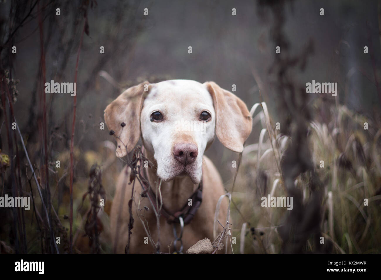 Senior ritratto di cane nella foresta Foto Stock