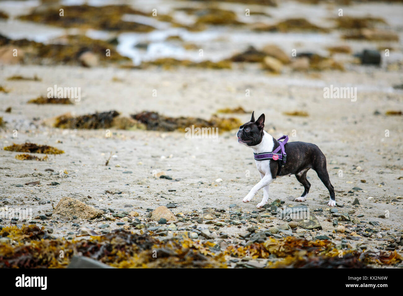 Ragazzo e Boston Terrier in vacanza in Bretagna Francia in estate Foto Stock