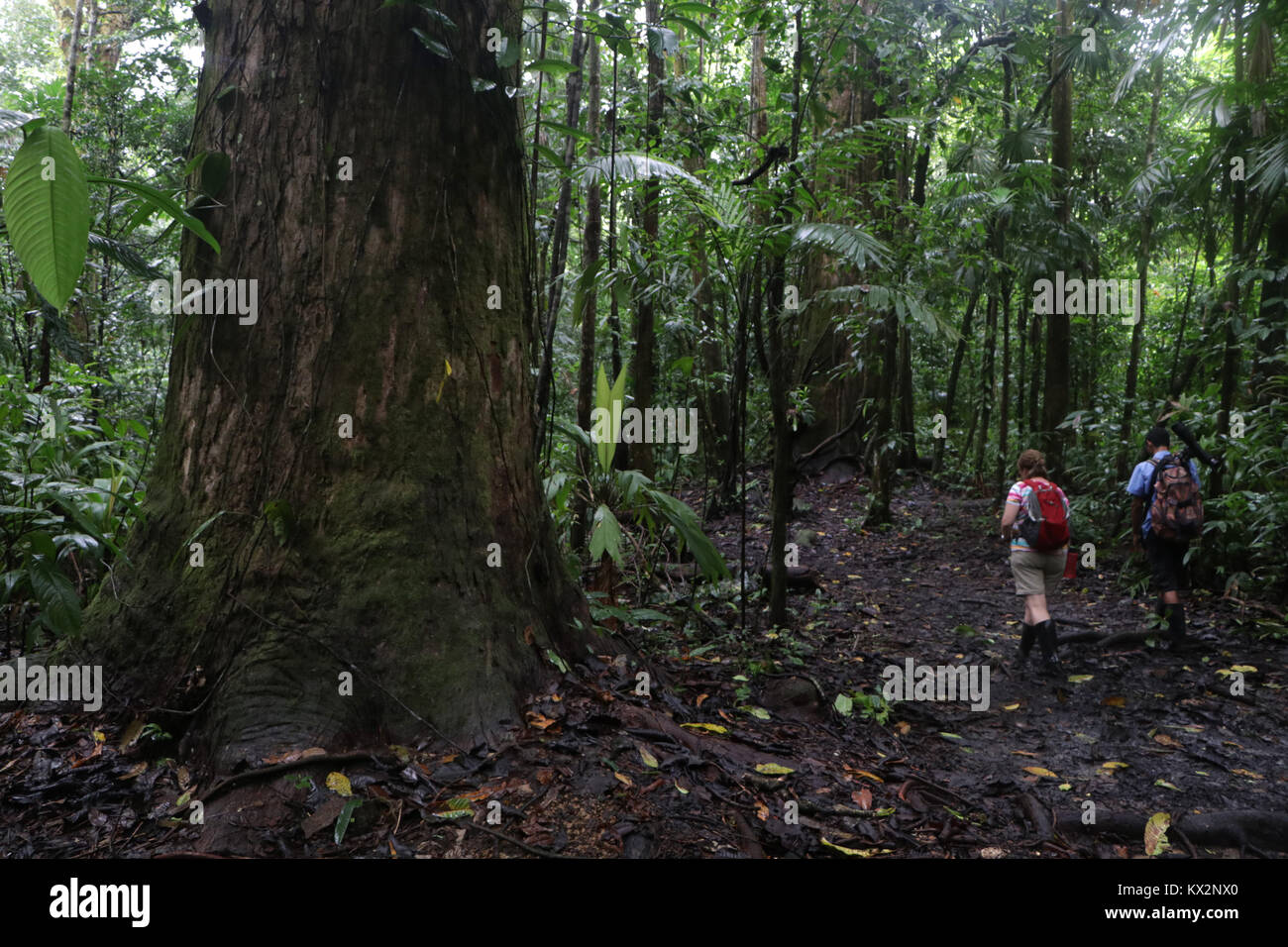 Escursionista sulla spiaggia Corcovado National Park Costa Rica Osa Peninsula Foto Stock