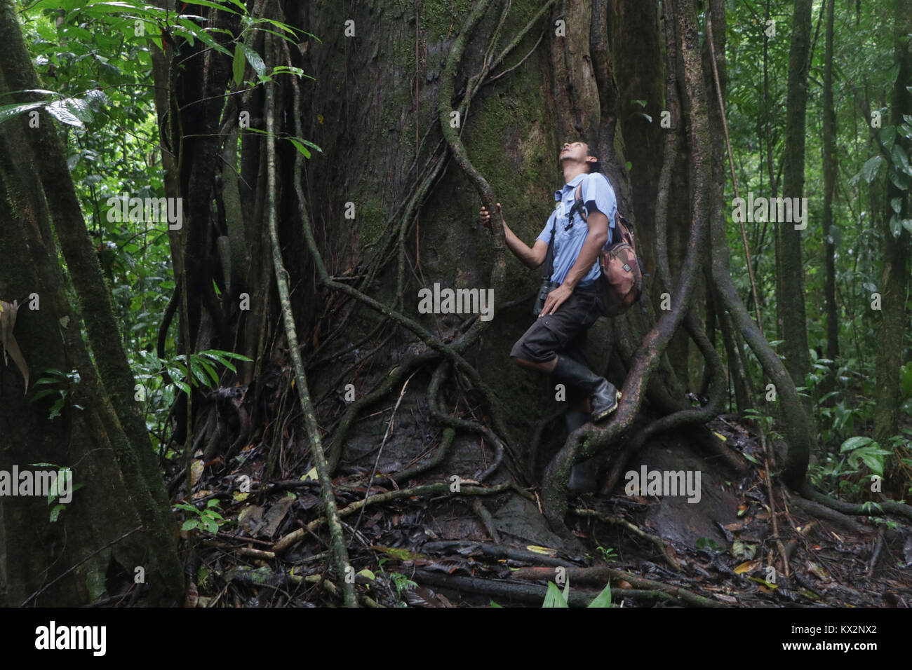 Escursionista sul sentiero Osa Peninsula Costa Rica mogano albero primario nella foresta di pioggia. Una giungla tropicale tree Foto Stock