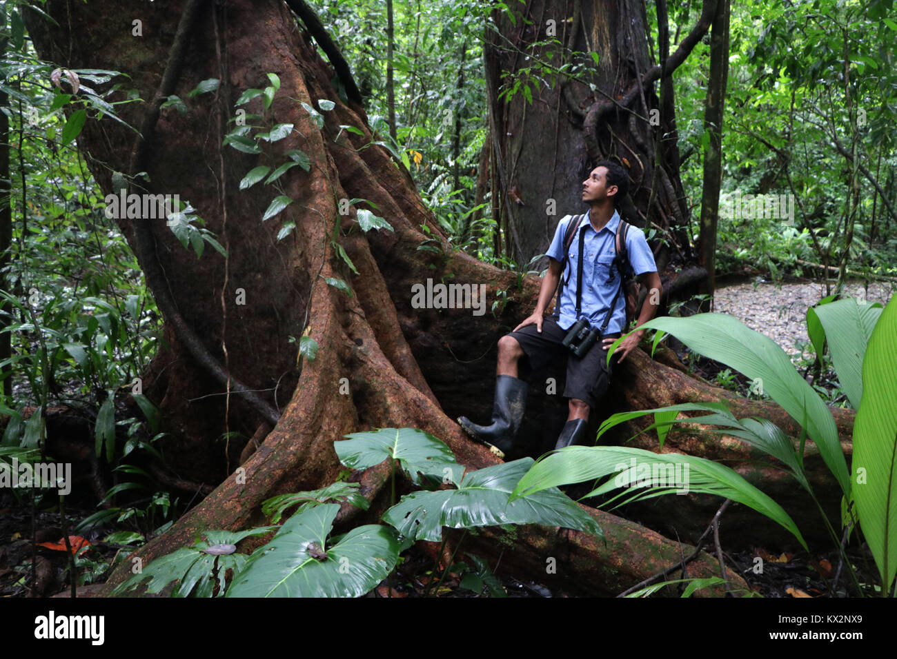 Escursionista sul sentiero Osa Peninsula Costa Rica mogano albero primario nella foresta di pioggia. Una giungla tropicale tree Foto Stock