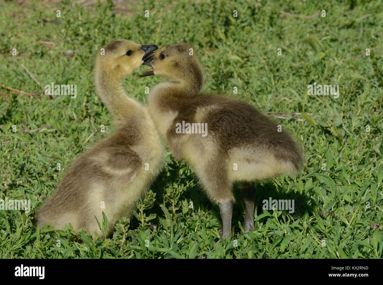 Canada Goose Coppia Canada Goose Coppia