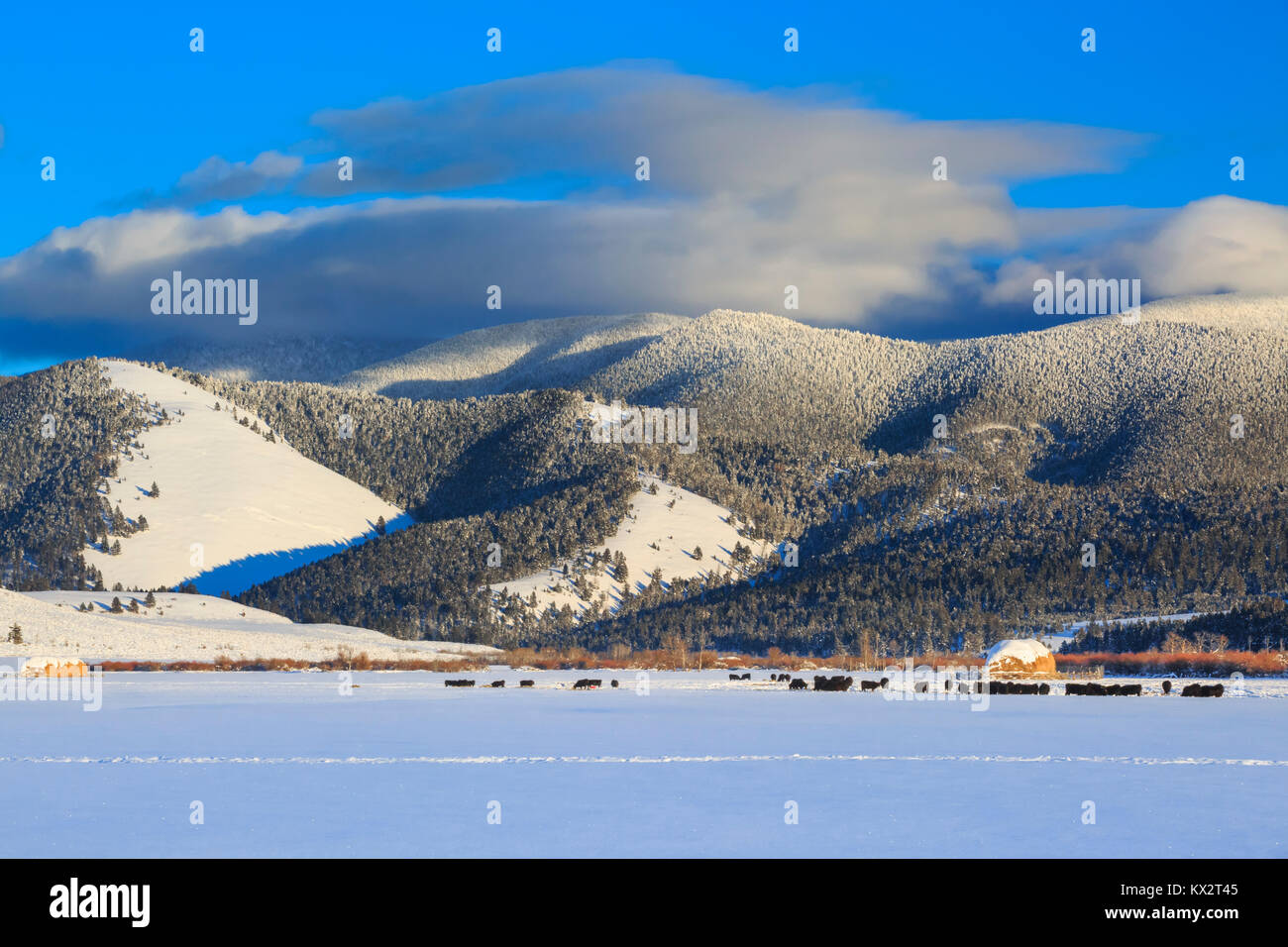 Bovini al di sotto di nevada mountain lungo il Continental Divide in inverno vicino helmville, montana Foto Stock