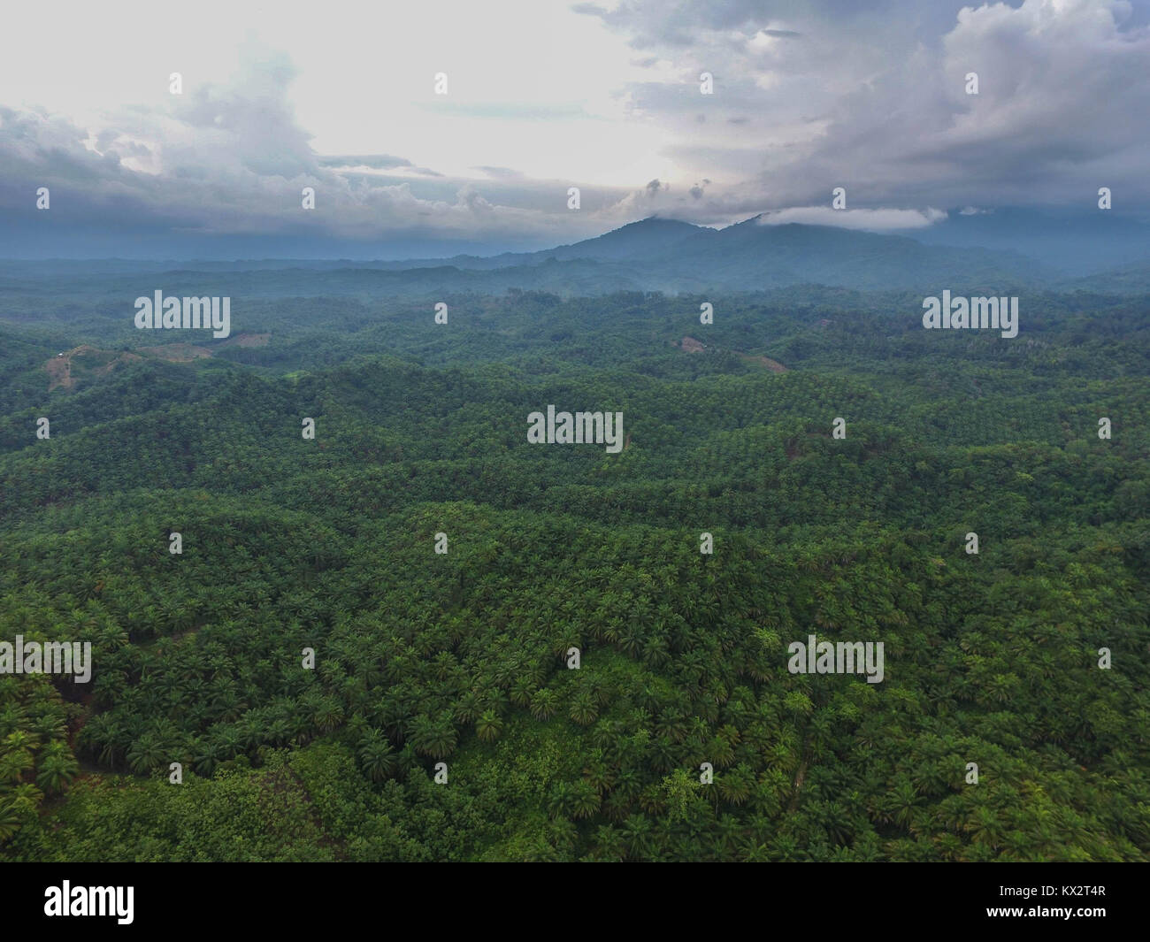 Antenna vista drone di olio di palma piantagione della reggenza di Luwu Utara, Sulawesi meridionale, Indonesia. Foto Stock