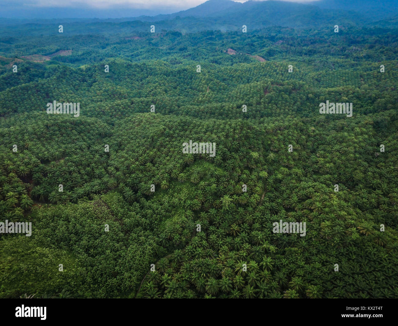 Antenna vista drone di olio di palma piantagione della reggenza di Luwu Utara, Sulawesi meridionale, Indonesia. Foto Stock
