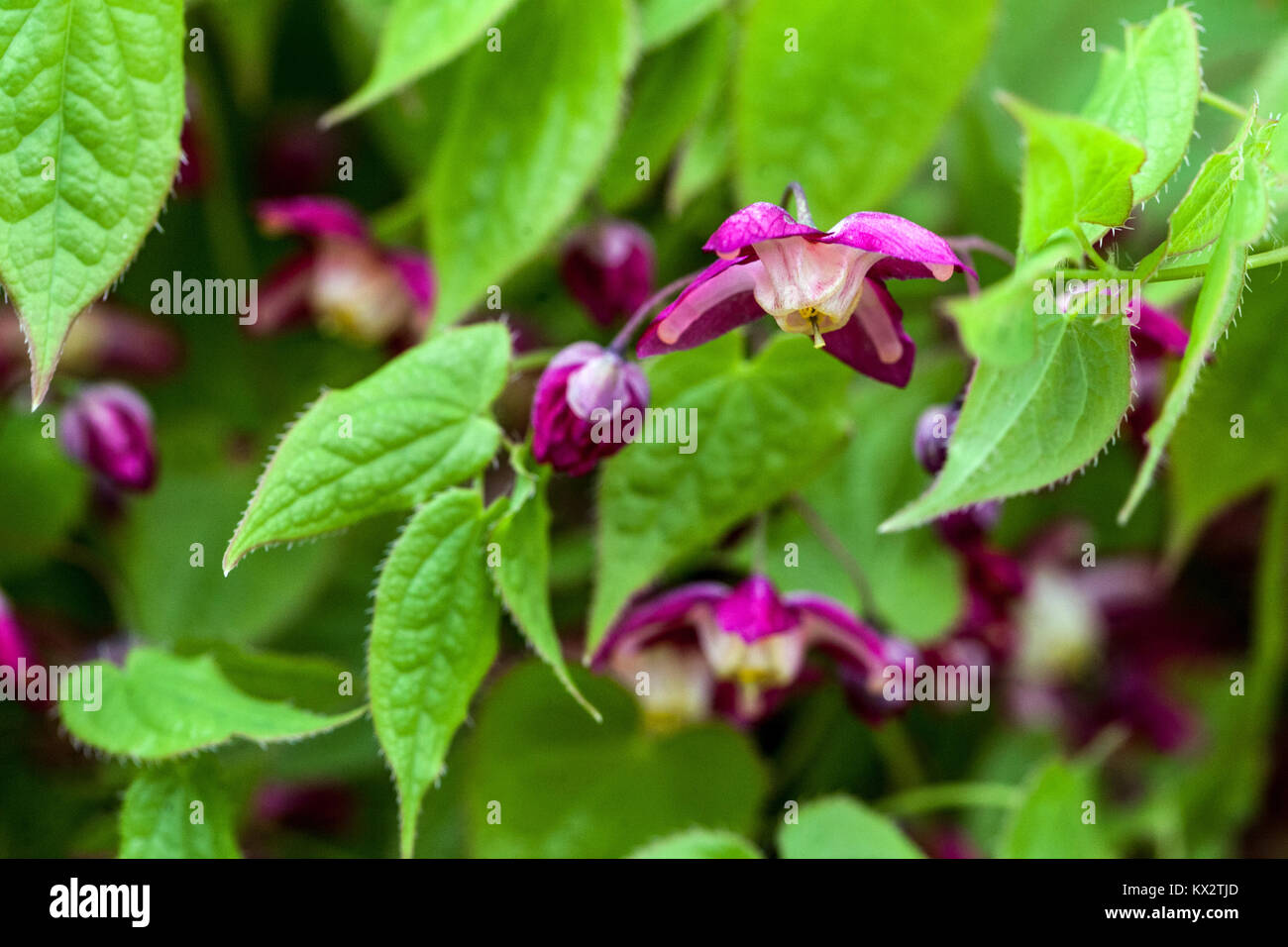 Epimedium x rubrum fiore fiori fiori Barrenwort piante da giardino foglie Epidium Foto Stock