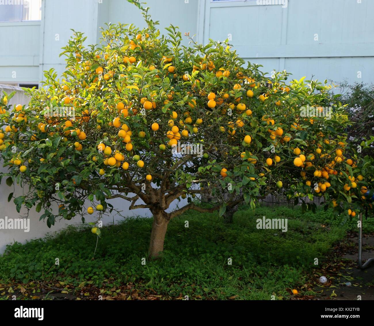 Un raccolto abbondante di bella luminoso giallo dei limoni su una Meyer Lemon Tree. Foto Stock