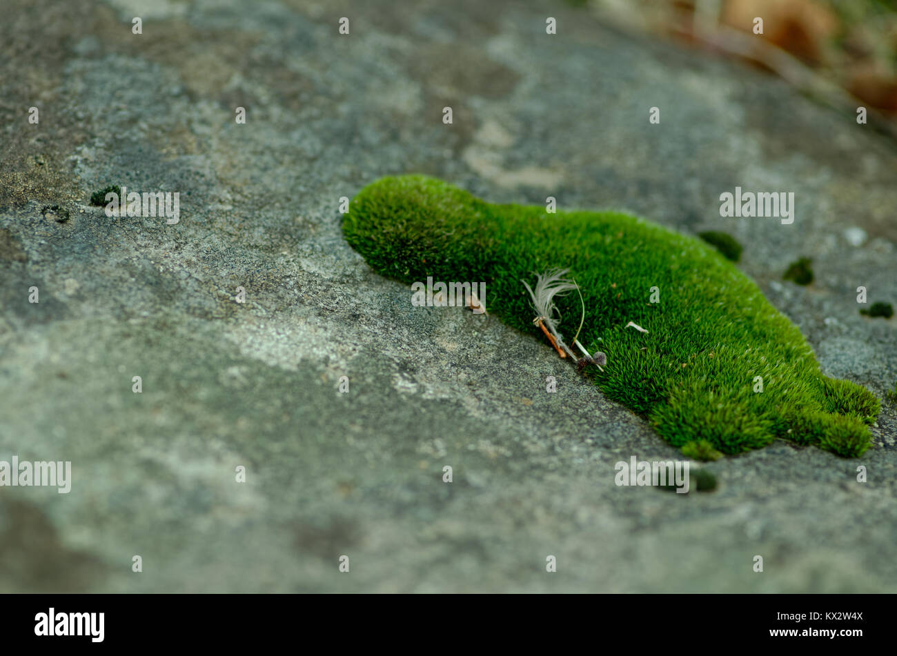 Moss conformata come qualcosa di Foto Stock