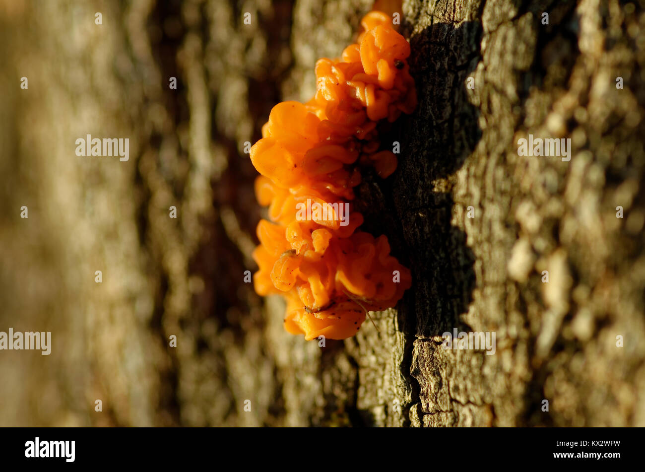 Gelatina di arance fungo trovato su di una quercia Foto Stock