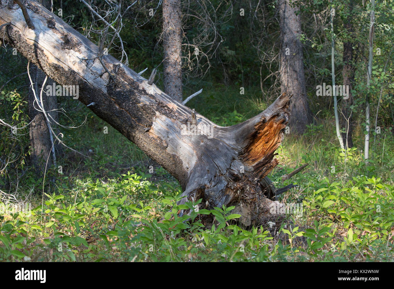 Albero caduto che era stato bruciato nel fuoco della foresta, lasciando uno spazio vuoto nella tettoia dove la luce solare raggiunge il suolo della foresta, Parco Nazionale di Banff Foto Stock