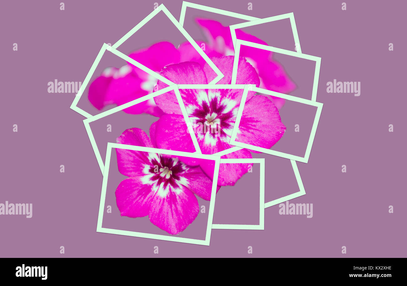 Phlox fiore in bianco foto artistiche effetto collage Foto Stock