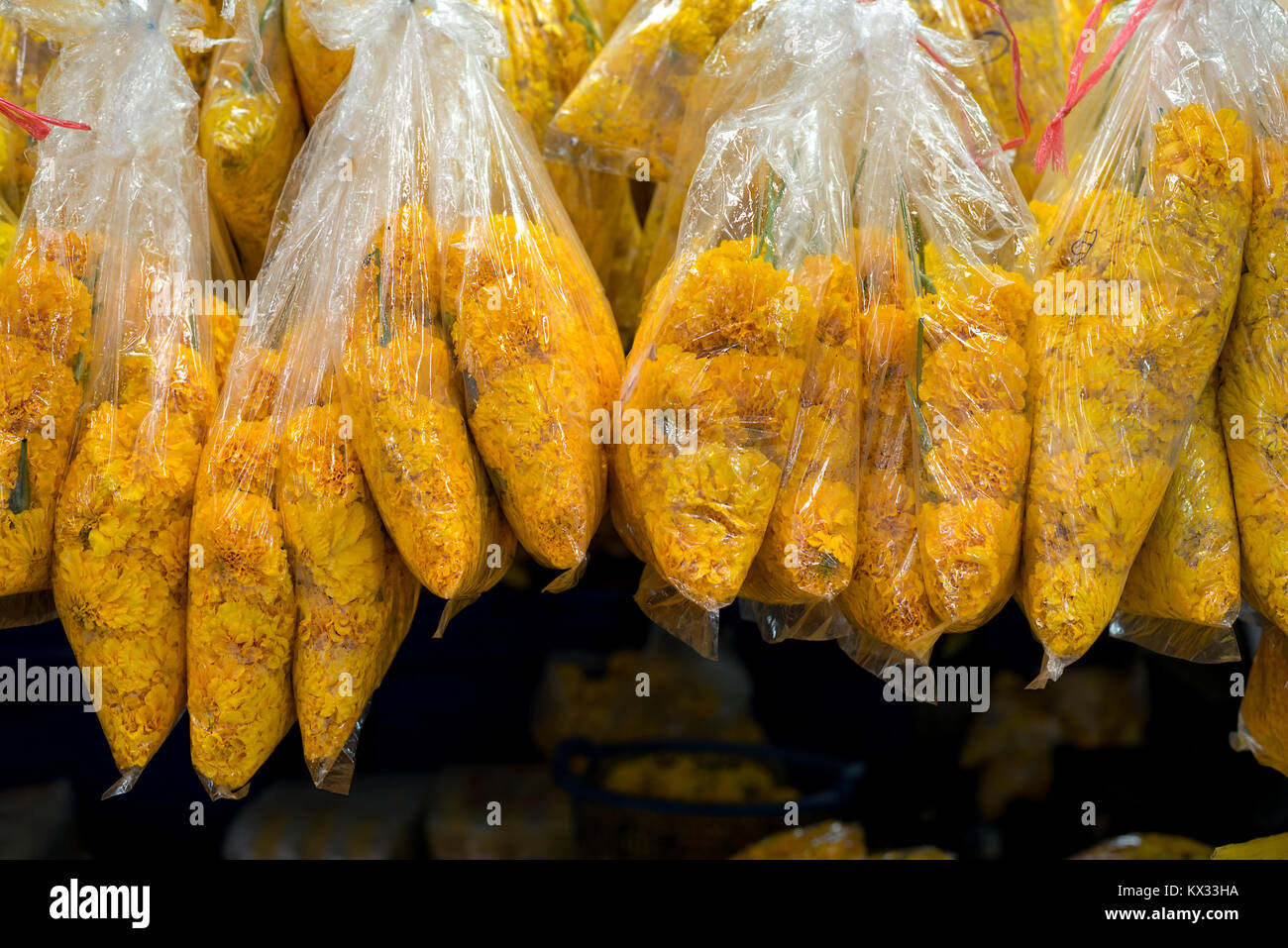 Insaccò giallo garofani appeso pronti per la vendita al commercio all'ingrosso il mercato dei fiori a Bangkok, in Thailandia. Foto Stock