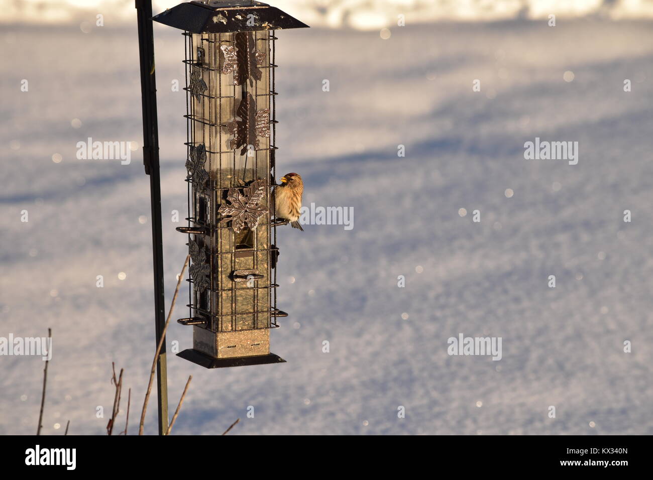 Un po' di comune sondaggio rossa seduta sul mio alimentatore prendere sul dicembre 31, 2017 at 4:00 PM Foto Stock