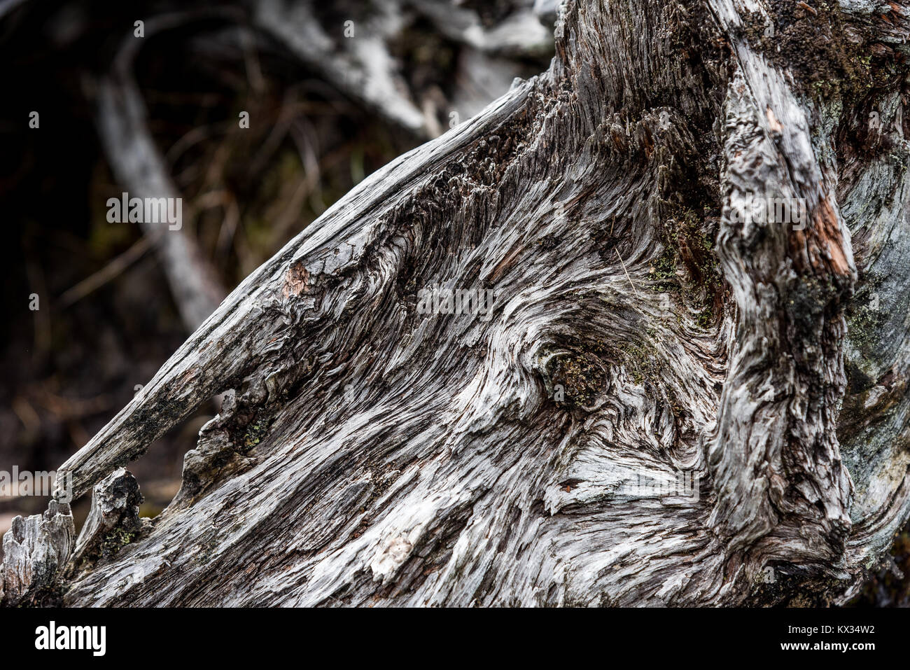 Il tronco di un albero morto disegna il profilo della testa di un animale fantastico Foto Stock