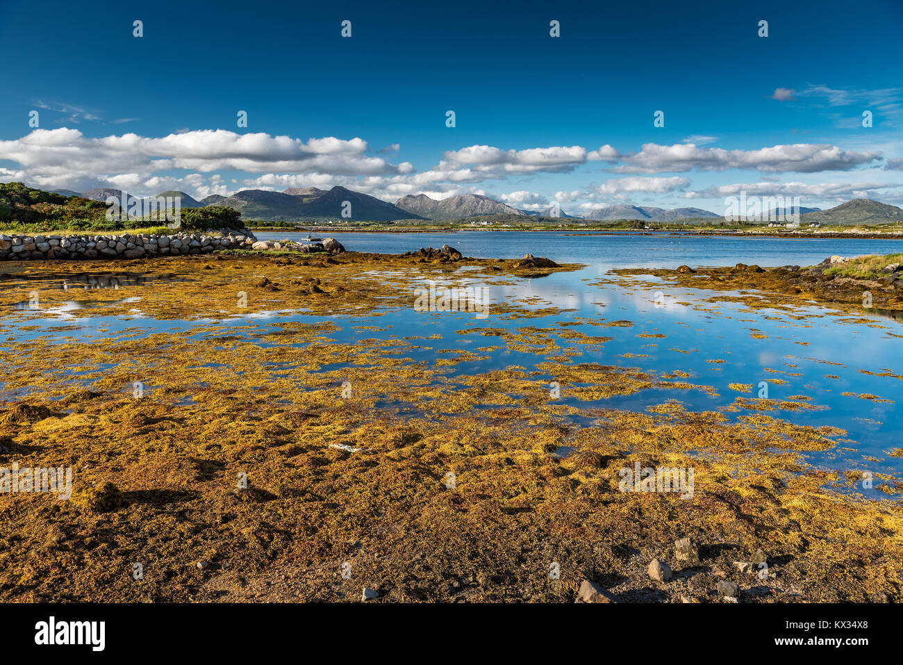 Soleggiato paesaggio di Connemara in Irlanda: alghe brune sul mare e sulle montagne sullo sfondo. Foto Stock