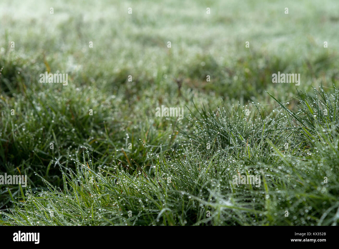 Migliaia di gocce di acqua creata dalla rugiada di mattina su l'erba di un prato verde in una fredda e nebbiosa mattina Foto Stock