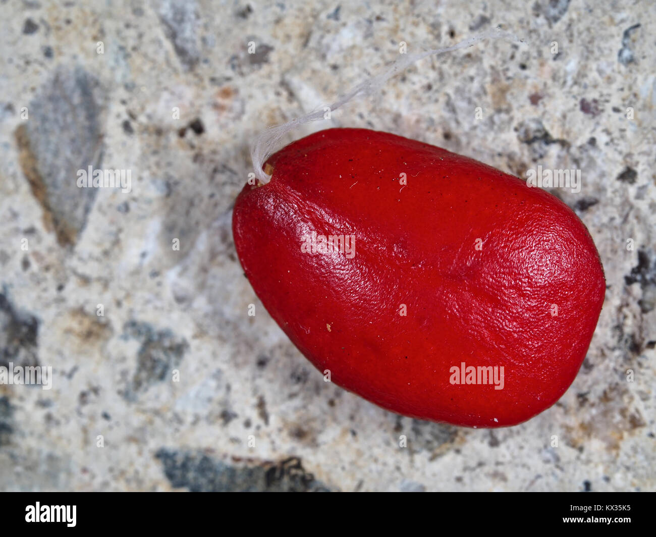 Seme di Magnolia close-up Foto Stock