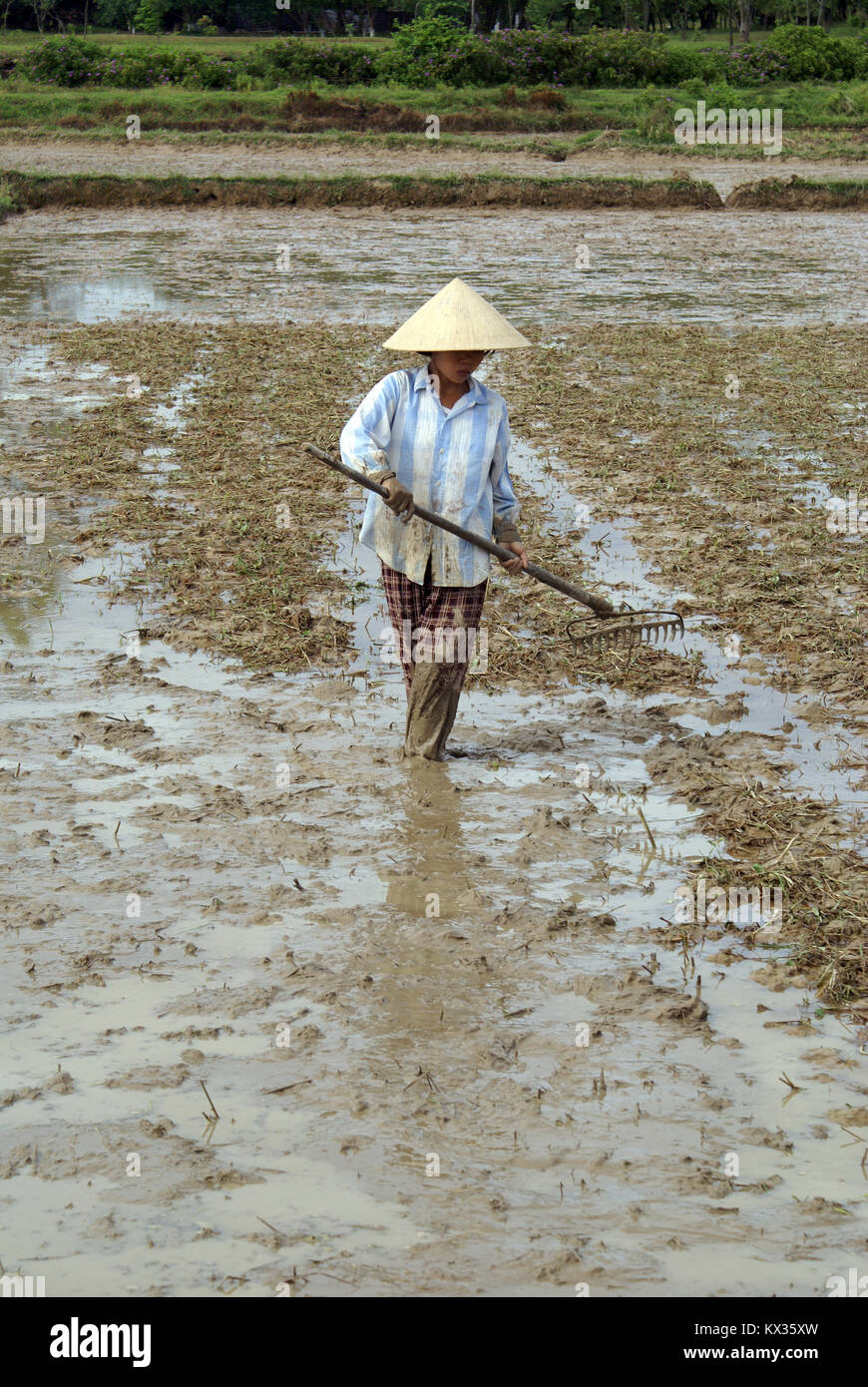 Donna sul campo di riso in Vietnam centrale Foto Stock