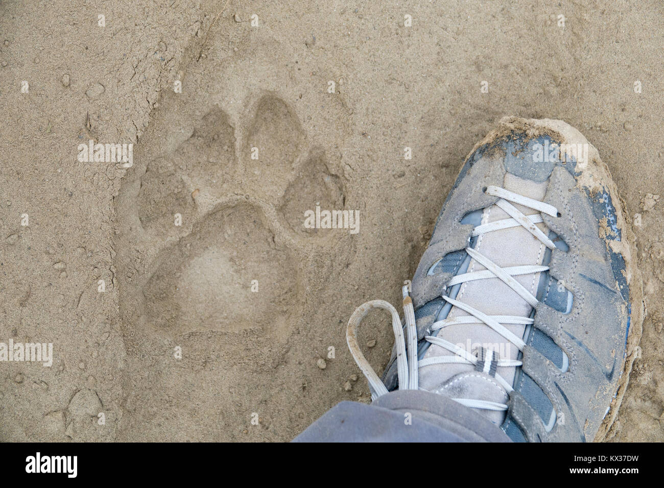 Mans piedi accanto a tiger paw stampa a Chitwan il parco nazionale, il Nepal Foto Stock