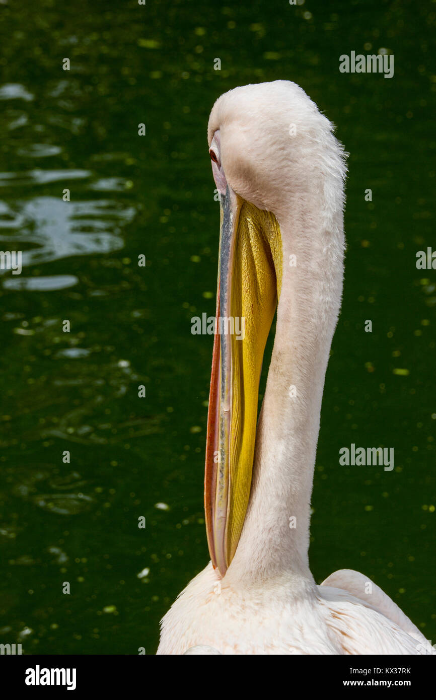 Close up di pelican becco vista laterale Foto Stock