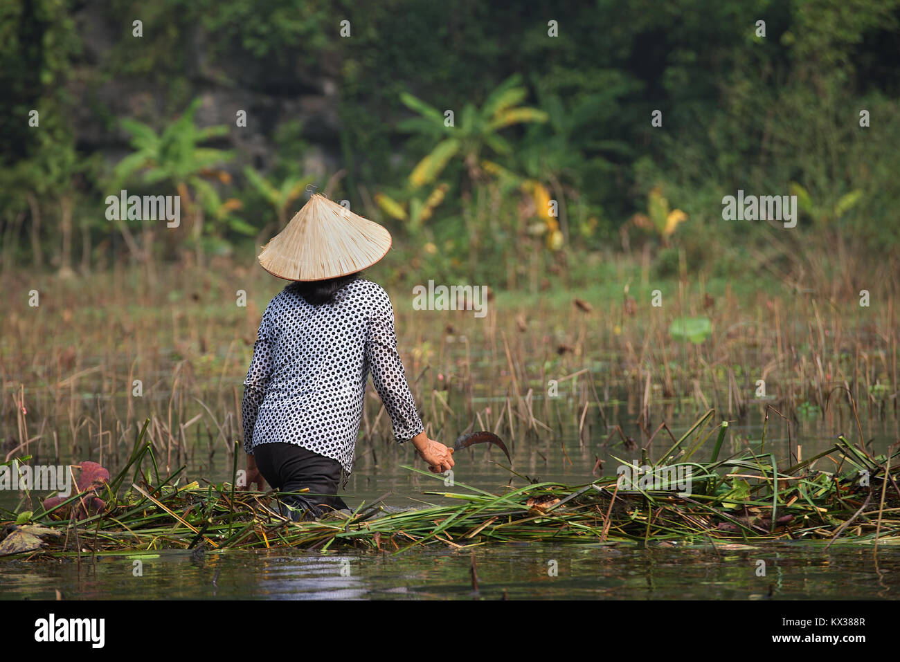 Foresta all'esterno di Bandung, Indonesia Foto Stock