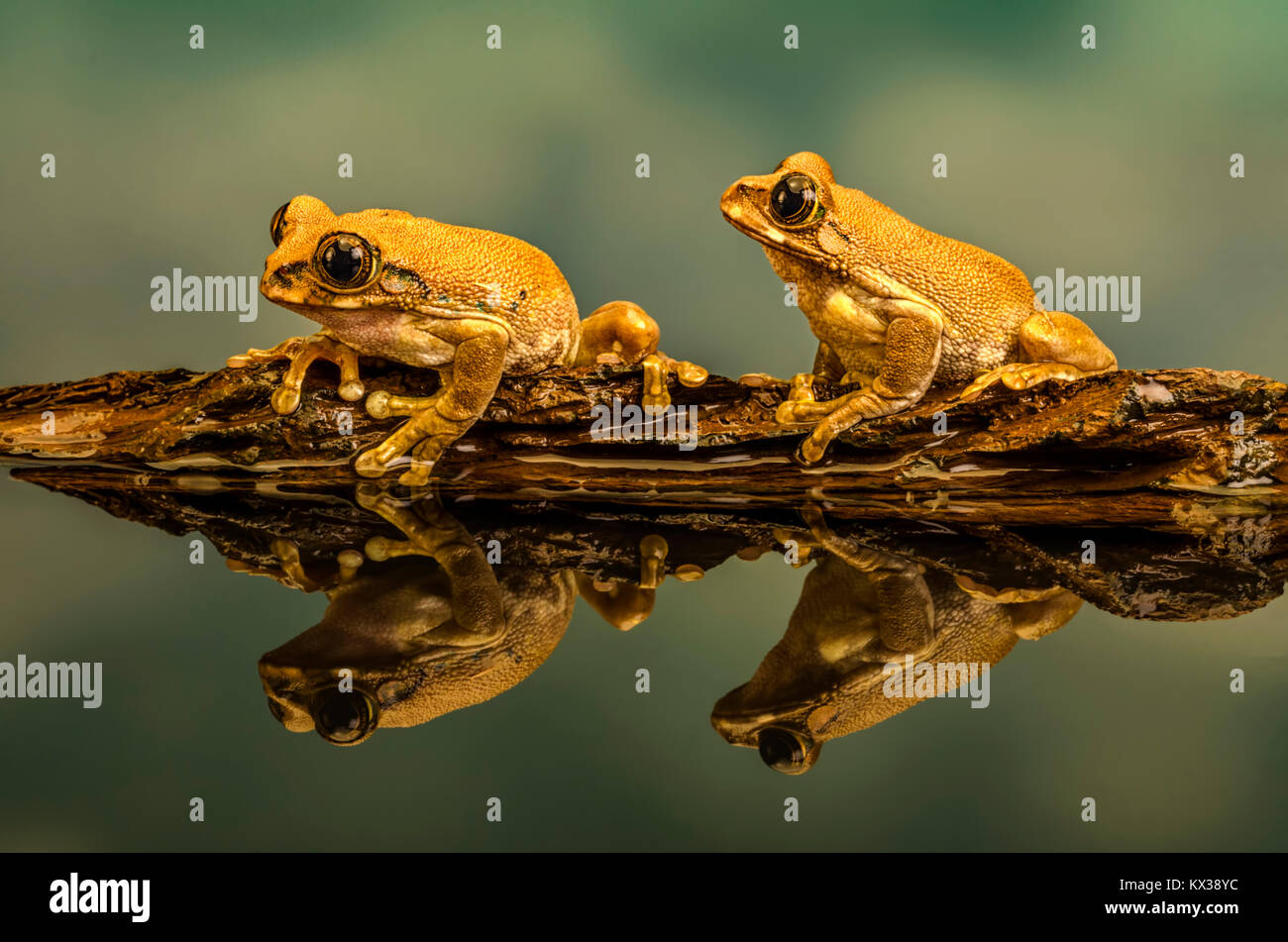 Una macro immagine del pavone due Rane di albero su un ramo ,si riflette in una piscina di acqua Foto Stock